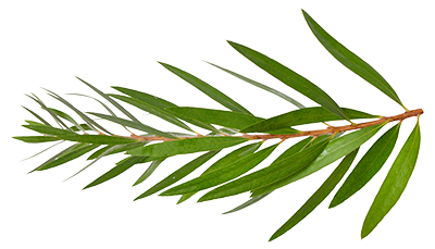 leaf leaf